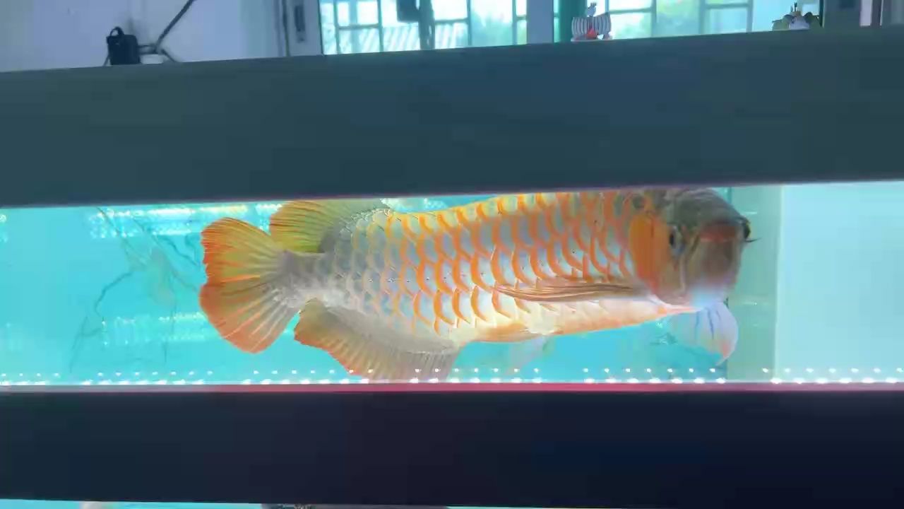 號半上色中