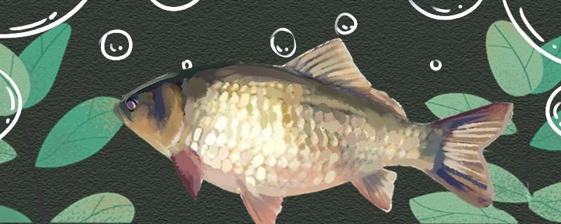 夏季野釣鯽魚技巧用什么打窩最好