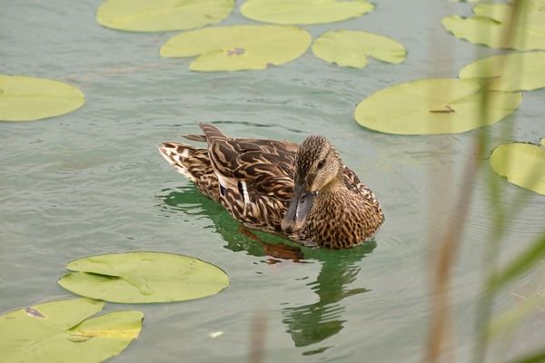 愛(ài)唯希魚(yú)缸和1號(hào)魚(yú)缸哪個(gè)好用些（愛(ài)唯希魚(yú)缸和1號(hào)魚(yú)缸哪個(gè)好用些呢）