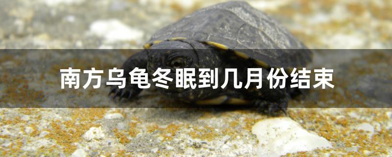 邯鄲二手魚缸交易市場在哪里呀（海寧定做魚缸哪家好一點）