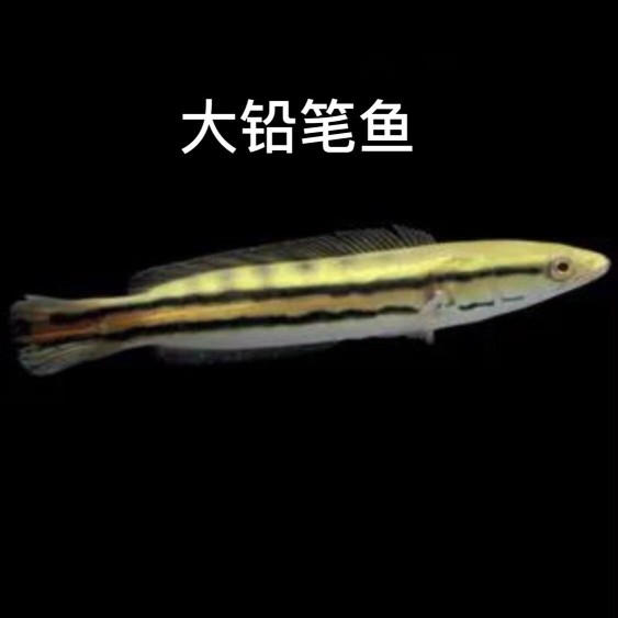 魚(yú)缸用紫外線(xiàn)殺菌燈有用嗎（魚(yú)缸用紫外線(xiàn)殺菌燈有用嗎視頻）