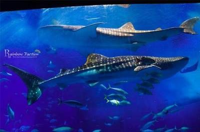 水族館專家如何指導繁殖（水族館專家會指導魚類繁殖技術的現狀與未來發展趨勢） 水族館專家如何指導繁殖（水族館專家會指導魚類繁殖技術的現狀與未來發展趨勢） 水族館百科（水族館加盟）