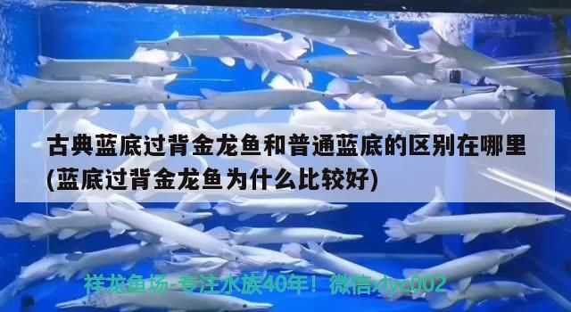 古典藍底過背金龍魚和普通藍底的區(qū)別在哪里(藍底過背金龍魚為什么比較好) 古典藍底過背金龍魚和普通藍底的區(qū)別在哪里(藍底過背金龍魚為什么比較好) 金龍魚百科