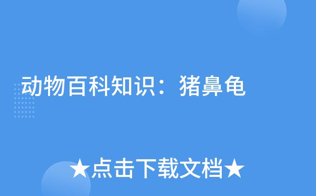 豬鼻龜越大越不值錢嗎