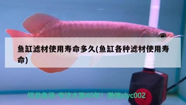 詳細(xì)閱讀:魚(yú)缸濾材使用壽命多久(魚(yú)缸各種濾材使用壽命) 魚(yú)缸濾材使用壽命多久(魚(yú)缸各種濾材使用壽命)