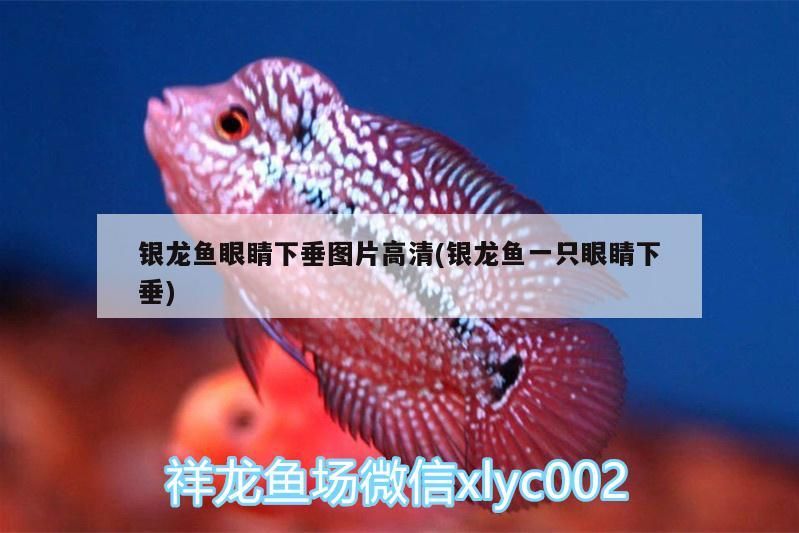 銀龍魚眼睛下垂圖片高清(銀龍魚一只眼睛下垂)