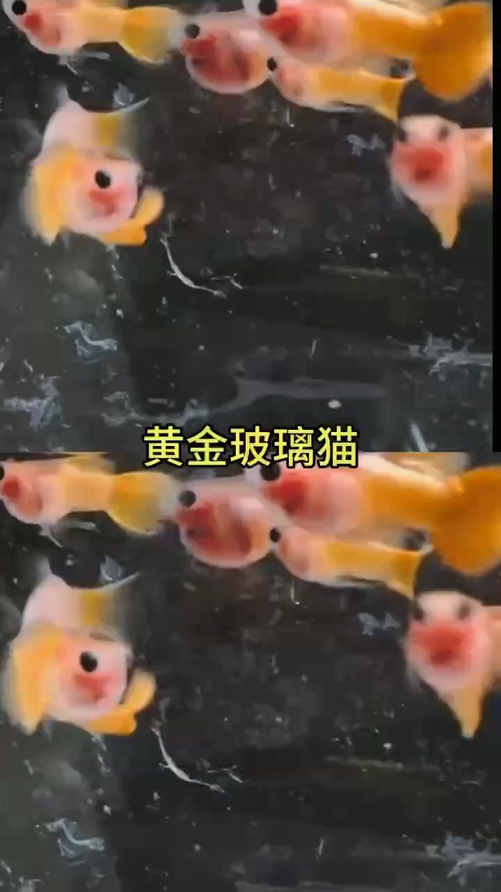 黃金玻璃貓球體孔雀魚#孔雀魚#高端孔雀魚#稀有孔雀魚