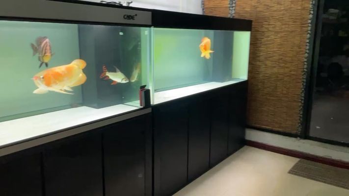 龍魚水溫31度可以嗎vs祥龍魚場：龍魚水溫31度可以嗎