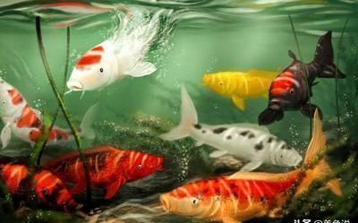 龍魚水溫31度可以嗎vs祥龍魚場：龍魚水溫31度可以嗎