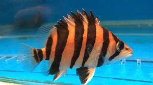 虎魚包肚包脖不明：虎魚的“包肚包脖”是什么？