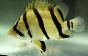 虎魚包肚包脖不明：虎魚的“包肚包脖”是什么？