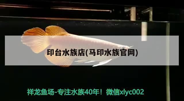印臺水族店(馬印水族官網)