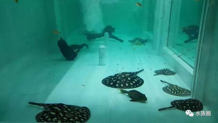 魟魚(yú)多久能餓死：魟魚(yú)的餓死時(shí)間主要取決于其個(gè)體大小和當(dāng)前的生活環(huán)境