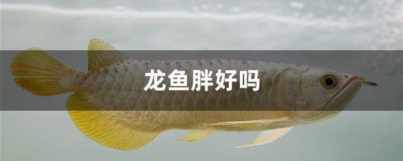 龍魚胖好嗎