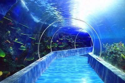 水族館裝修設計:關于水族館裝修設計 水族館百科(水族館加盟) 第2張 水族館裝修設計:關于水族館裝修設計 水族館裝修設計:關于水族館裝修設計 水族館百科(水族館加盟) 第2張