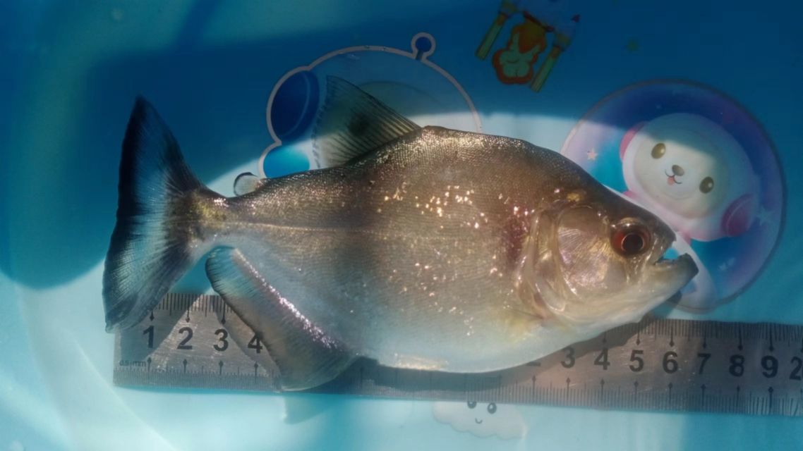 魚缸用增氧泵價格是多少:魚缸增氧機-xtrac增氧機-xtrac增氧機 長大一點點 龍魚論壇 長大一點點 長大一點點 龍魚論壇