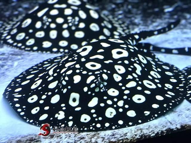 純血皇冠魟魚鑒別好壞圖:純血皇冠魟魚鑒別 魟魚百科 第1張 純血皇冠魟魚鑒別好壞圖:純血皇冠魟魚鑒別 純血皇冠魟魚鑒別好壞圖:純血皇冠魟魚鑒別 魟魚百科 第1張