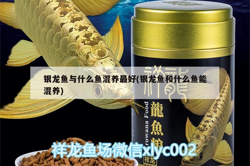 銀龍魚(yú)與什么魚(yú)混養(yǎng)最好(銀龍魚(yú)和什么魚(yú)能混養(yǎng))