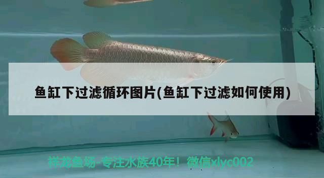 魚缸下過濾循環圖片(魚缸下過濾如何使用)