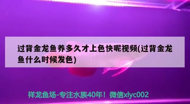 過背金龍魚養多久才上色快呢視頻(過背金龍魚什么時候發色)