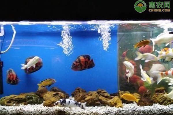 龍魚缸水質要求vs祥龍魚場：如何檢測龍魚缸水質