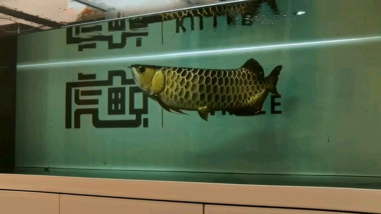 換個(gè)新魚缸 換個(gè)新魚缸 龍魚論壇