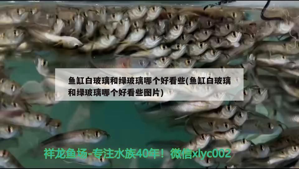 魚缸白玻璃和綠玻璃哪個好看些(魚缸白玻璃和綠玻璃哪個好看些圖片)