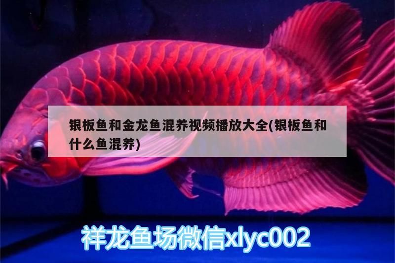 銀板魚和金龍魚混養視頻播放大全(銀板魚和什么魚混養)