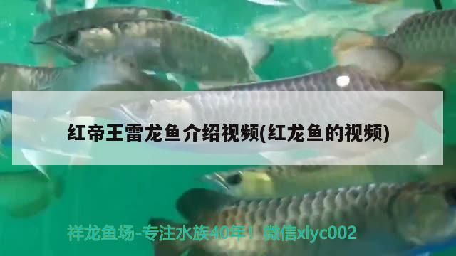 阜新魚缸制作廠家地址（ <strong><mark>阜城</mark></strong>魚缸廠家）