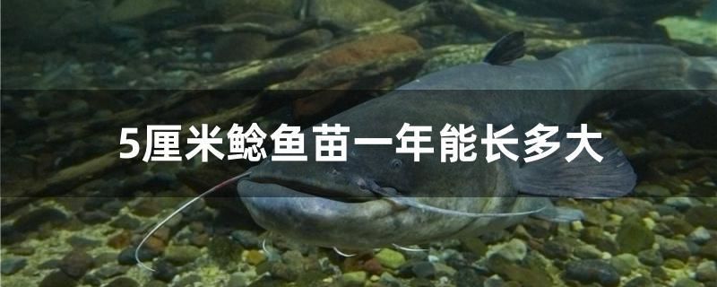 5厘米鯰魚苗一年能長多大