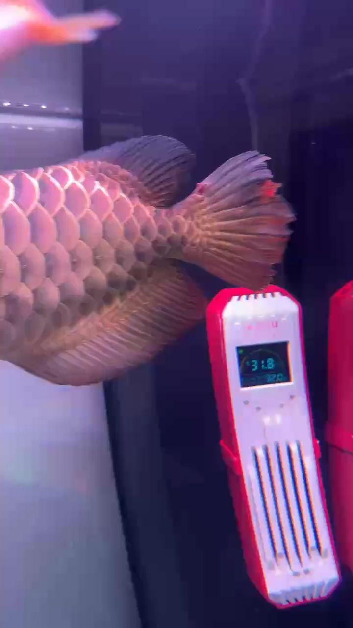 請問是不是箭蟲咬的？