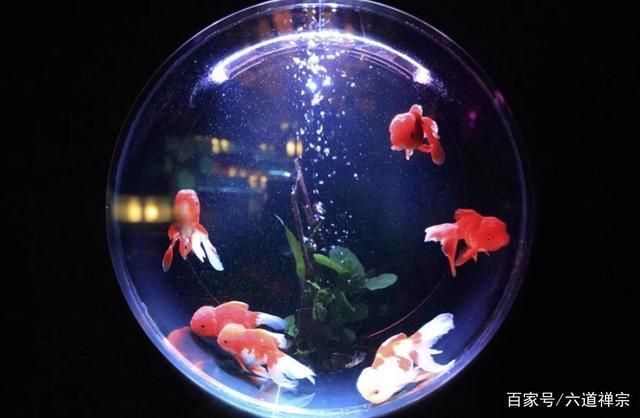 黃金貓魚(yú)和招財(cái)貓魚(yú)區(qū)別圖片大全(黃金貓魚(yú)和招財(cái)貓魚(yú)區(qū)別圖片大全圖解)