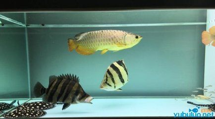 印尼虎魚苗什么時候有：印尼虎魚苗什么時候上市 印尼虎魚苗什么時候有：印尼虎魚苗什么時候上市 虎魚百科 第2張