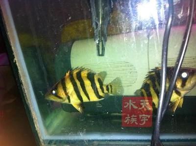 印尼虎魚苗什么時候有：印尼虎魚苗什么時候上市 印尼虎魚苗什么時候有：印尼虎魚苗什么時候上市 虎魚百科 第1張