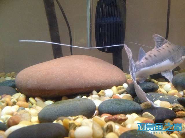 黃金貓魚幼魚最佳投喂量（關于黃金貓魚幼魚的最佳投喂量，黃金貓魚幼魚飼料選擇指南）