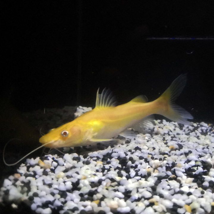 黃金貓魚幼魚最佳投喂量（關于黃金貓魚幼魚的最佳投喂量，黃金貓魚幼魚飼料選擇指南）