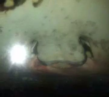 魟魚的刺多久脫落一次：魟魚刺脫落時間和處理方法，魟魚的刺多久脫落一次 魟魚的刺多久脫落一次：魟魚刺脫落時間和處理方法，魟魚的刺多久脫落一次 魟魚百科