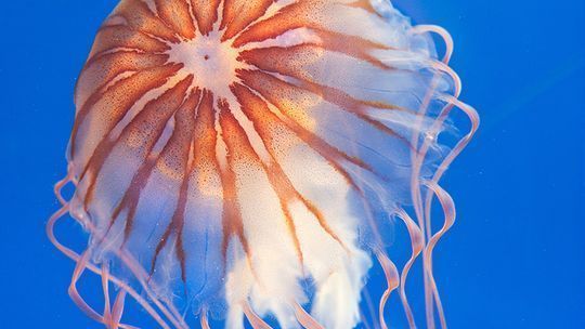 水族館簡介50字：上海海洋水族館特色展覽介紹全球最大水族館是哪個