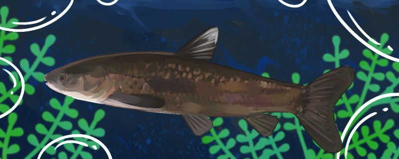 魚缸用增氧泵價(jià)格是多少:魚缸增氧機(jī)-xtrac增氧機(jī)-xtrac增氧機(jī) 青魚能自己繁殖嗎為什么不能自己繁殖 錦鯉魚百科 青魚能自己繁殖嗎為什么不能自己繁殖 青魚能自己繁殖嗎為什么不能自己繁殖 錦鯉魚百科