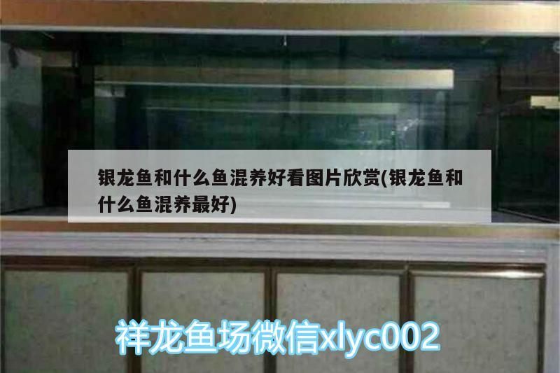 銀龍魚和什么魚混養好看圖片欣賞(銀龍魚和什么魚混養最好) 銀龍魚和什么魚混養好看圖片欣賞(銀龍魚和什么魚混養最好) 銀龍魚百科