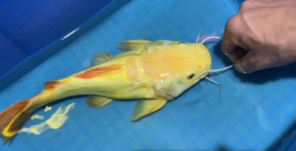 29_588_300.jpg 黃金貓魚:貓魚吃什么 黃金貓魚百科
