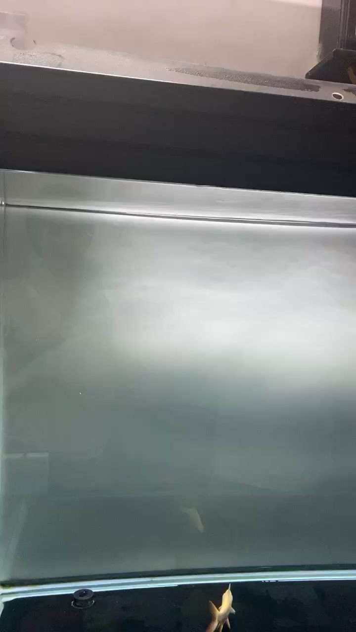 訓狗原音重現不加音樂