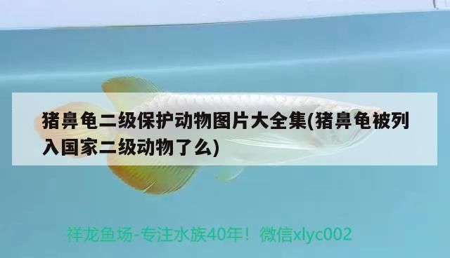豬鼻龜二級保護動物圖片大全集(豬鼻龜被列入國家二級動物了么)