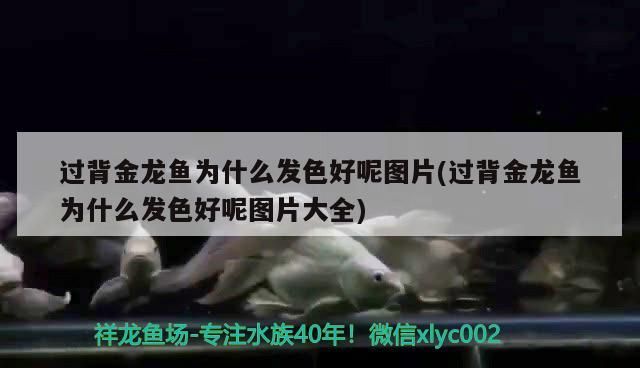 過背金龍魚為什么發(fā)色好呢圖片(過背金龍魚為什么發(fā)色好呢圖片大全) 過背金龍魚為什么發(fā)色好呢圖片(過背金龍魚為什么發(fā)色好呢圖片大全) 金龍魚百科