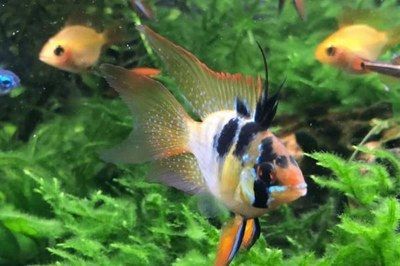 元寶鳳凰魚怎么繁殖下一代：元寶鳳凰魚繁殖最佳水溫，元寶鳳凰魚幼魚飼養要點 元寶鳳凰魚怎么繁殖下一代：元寶鳳凰魚繁殖最佳水溫，元寶鳳凰魚幼魚飼養要點 元寶鳳凰魚百科 第1張