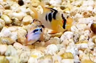 元寶鳳凰魚怎么繁殖下一代：元寶鳳凰魚繁殖最佳水溫，元寶鳳凰魚幼魚飼養要點 元寶鳳凰魚怎么繁殖下一代：元寶鳳凰魚繁殖最佳水溫，元寶鳳凰魚幼魚飼養要點 元寶鳳凰魚百科 第5張