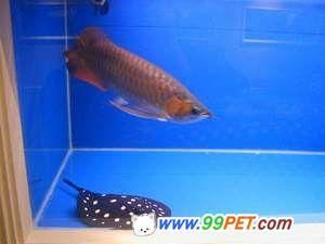 龍魚翻鰓如何治療vs祥龍魚場(chǎng)：祥龍魚場(chǎng)口碑評(píng)價(jià)，龍魚日常護(hù)理要點(diǎn)