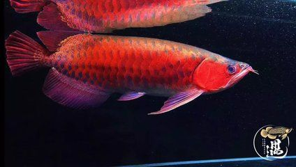 龍魚翻鰓如何治療vs祥龍魚場(chǎng)：祥龍魚場(chǎng)口碑評(píng)價(jià)，龍魚日常護(hù)理要點(diǎn)