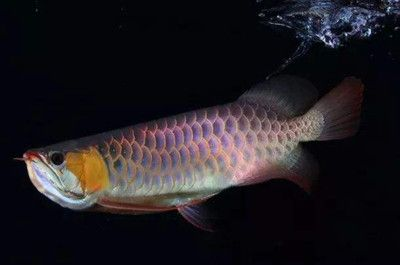 龍魚翻鰓如何治療vs祥龍魚場(chǎng)：祥龍魚場(chǎng)口碑評(píng)價(jià)，龍魚日常護(hù)理要點(diǎn)