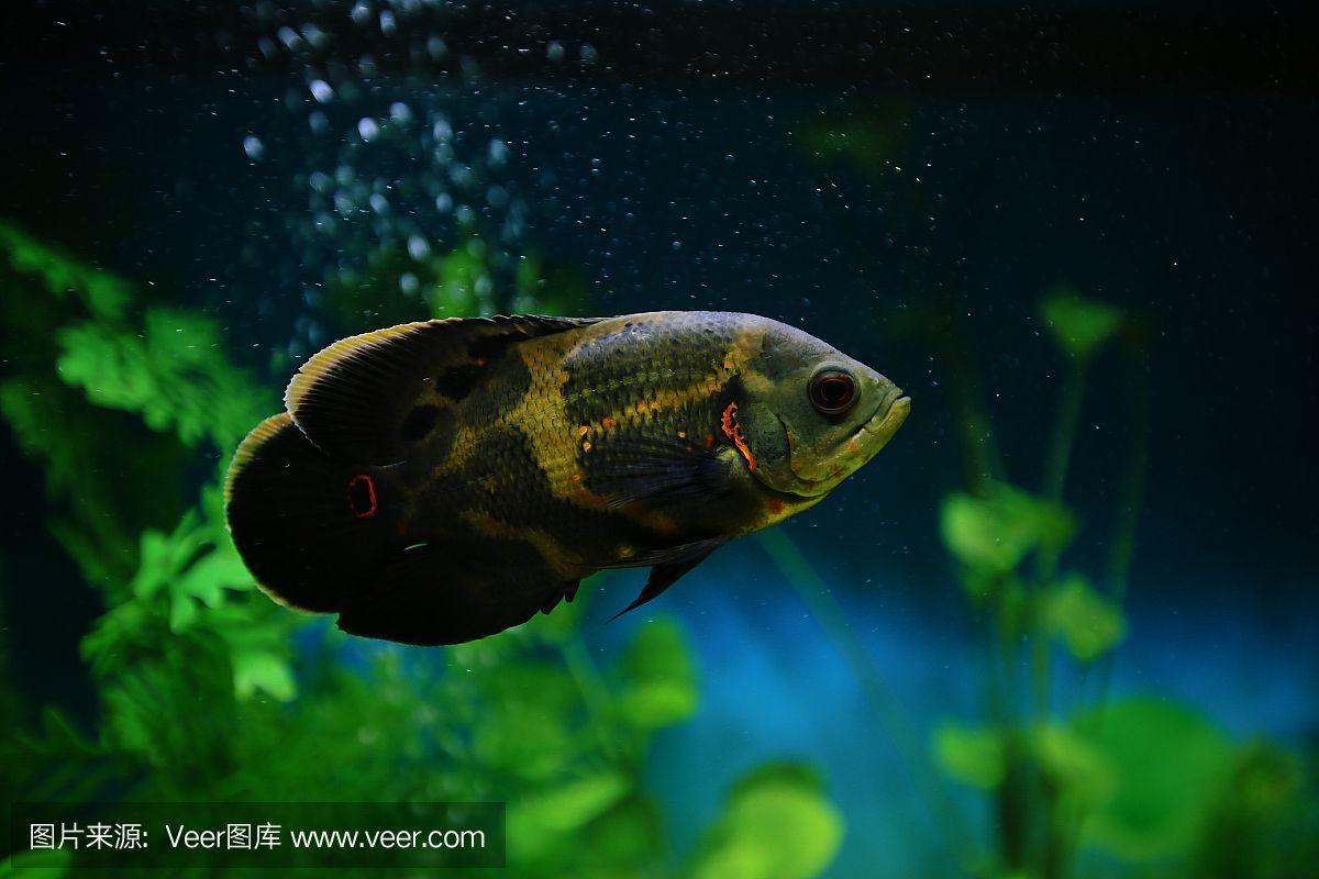虎魚眼里有氣泡怎么回事：虎魚眼睛里出現氣泡可能是由多種因素引起的